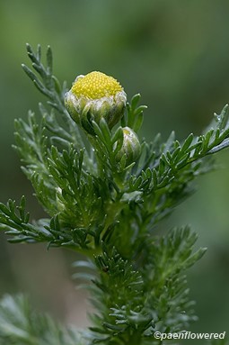 Flowers and leaves